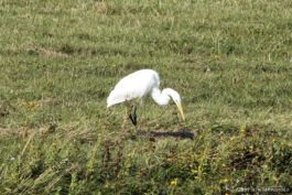 Grande Aigrette