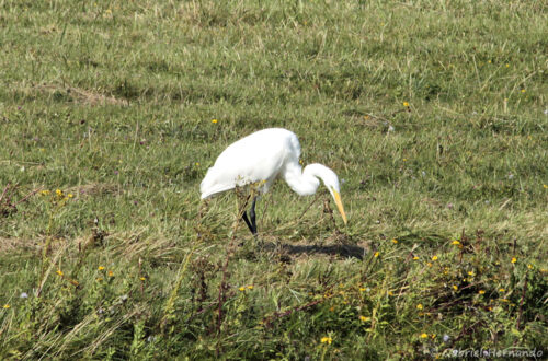 Grande Aigrette