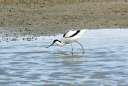 Avocette élégante