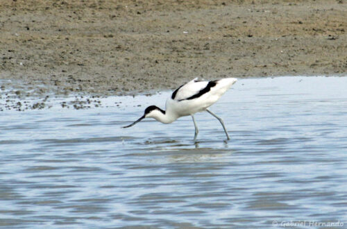 Avocette élégante