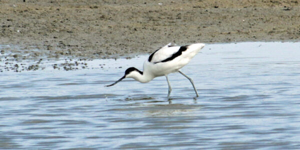 Avocette élégante