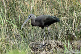 Ibis falcinelle