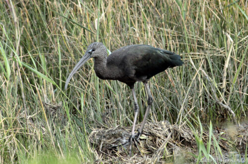 Ibis falcinelle