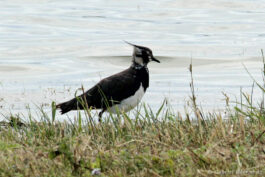 Vanneau huppé