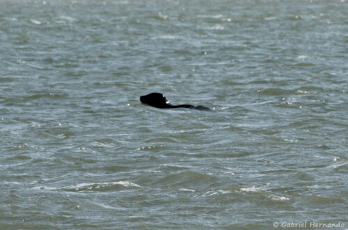 Phoque gris remontant la Somme