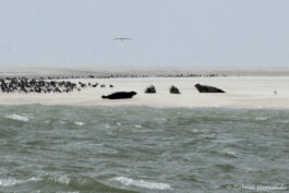 Phoques veau marin et phoques gris sur un banc de sable