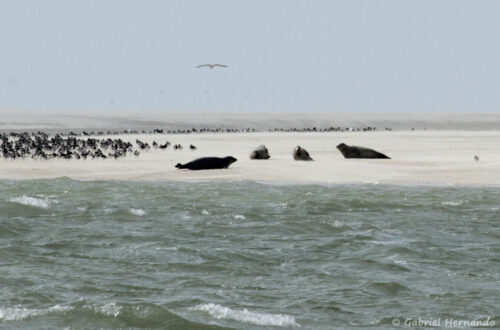Phoques veau marin et phoques gris sur un banc de sable
