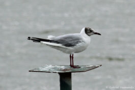 Mouette rieuse
