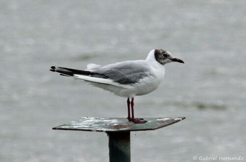 Mouette rieuse