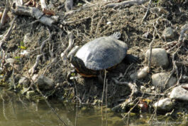 Tortue de Floride, une espèce invasive