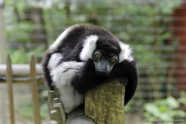 Vari à ceinture blanche - Sous espèce Varecia variegata subcincta (ZooParc de Beauval, mai 2025)