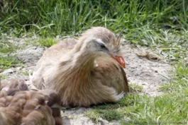 Cariama huppé