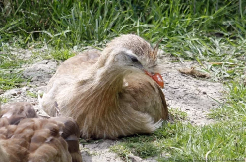 Cariama huppé