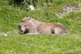 Capybara - Hydrochoerus hydrochaeris (CERZA, Hermival les Vaux, mai 2019)