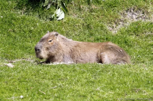 Capybara - Hydrochoerus hydrochaeris (CERZA, Hermival les Vaux, mai 2019)