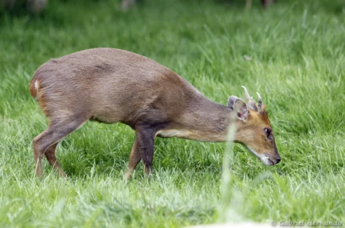 Muntjac de Reeves