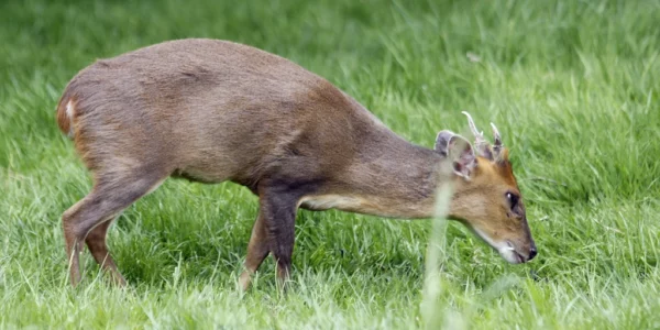 Muntjac de Reeves