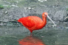 Ibis rouge