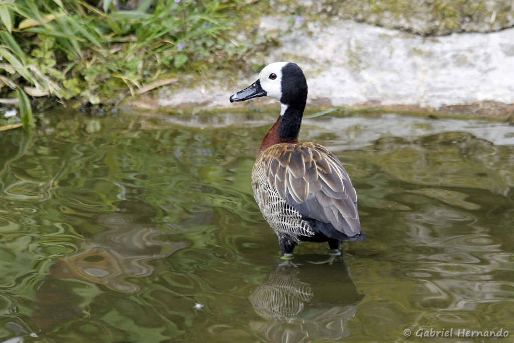 Dendrocygne veuf