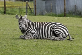 Zèbre de Grant ou Zèbre de Böhm