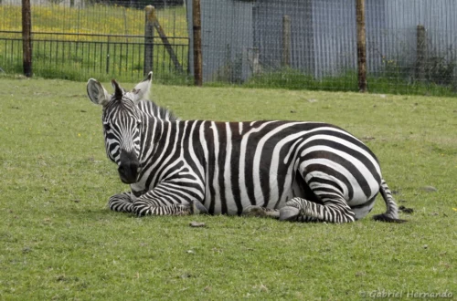 Zèbre de Grant ou Zèbre de Böhm