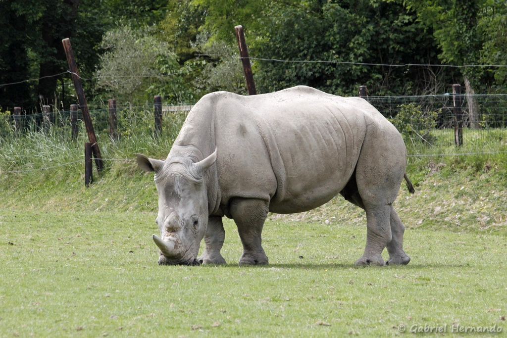 Rhinocéros blanc