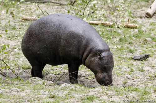 Hippopotame nain ou hippopotame pygmée