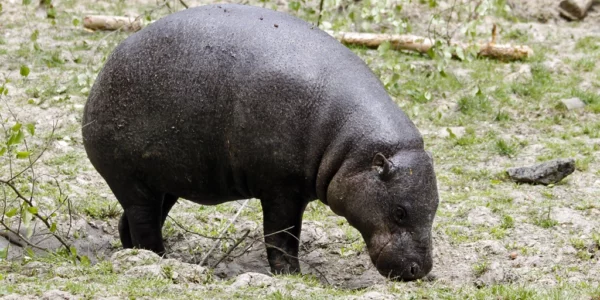 Hippopotame nain ou hippopotame pygmée
