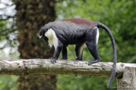 Cercopithèque de Roloway