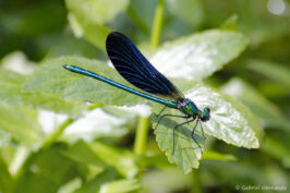 Caloptéryx vierge ou agrion vierge - Calopteryx virgo