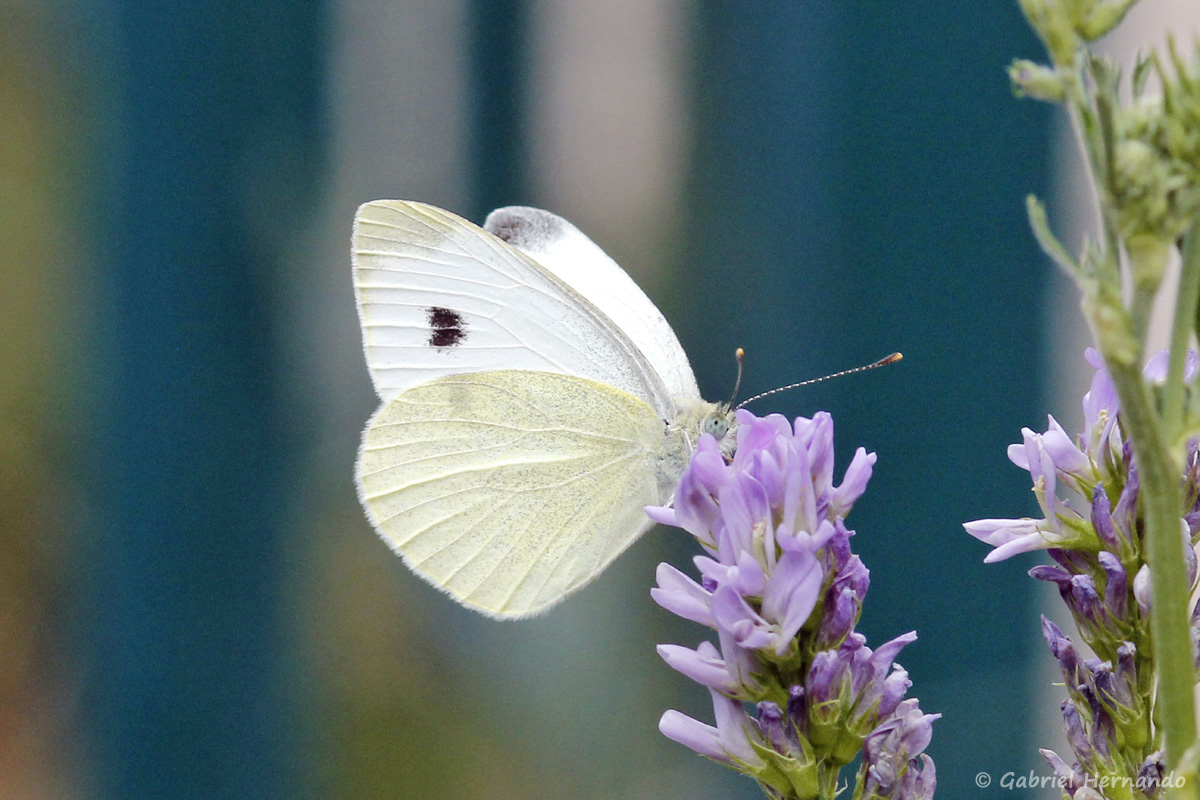 Papillon non identifié