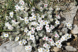 Androsace velue - Androsace villosa