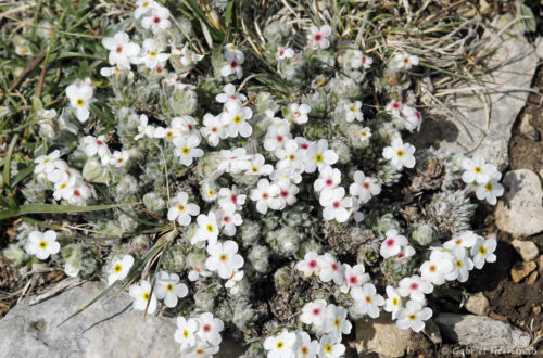 Androsace velue - Androsace villosa