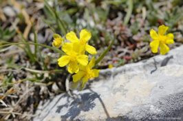Potentille printanière - Potentilla verna