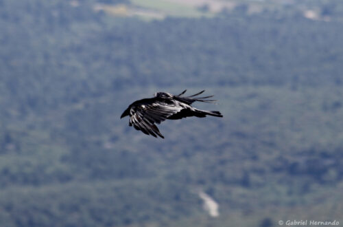 Grand corbeau - Corvus corax