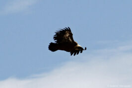 Aigle royal - Aquila chrysaetos