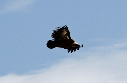 Aigle royal - Aquila chrysaetos