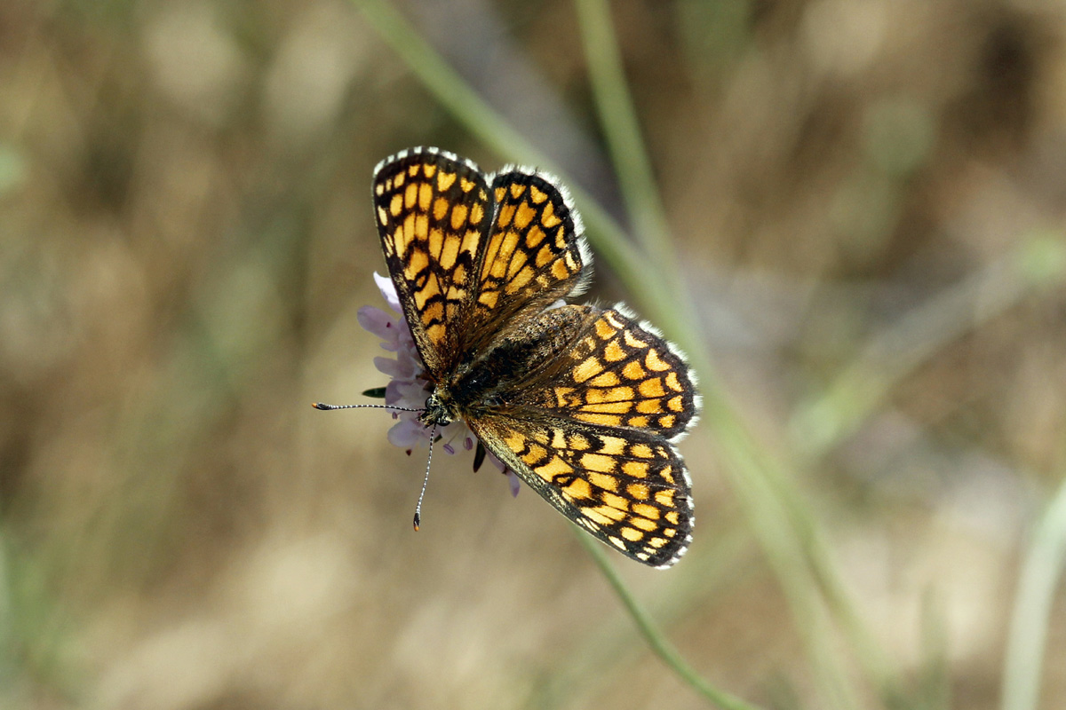 Mélitée des linaires