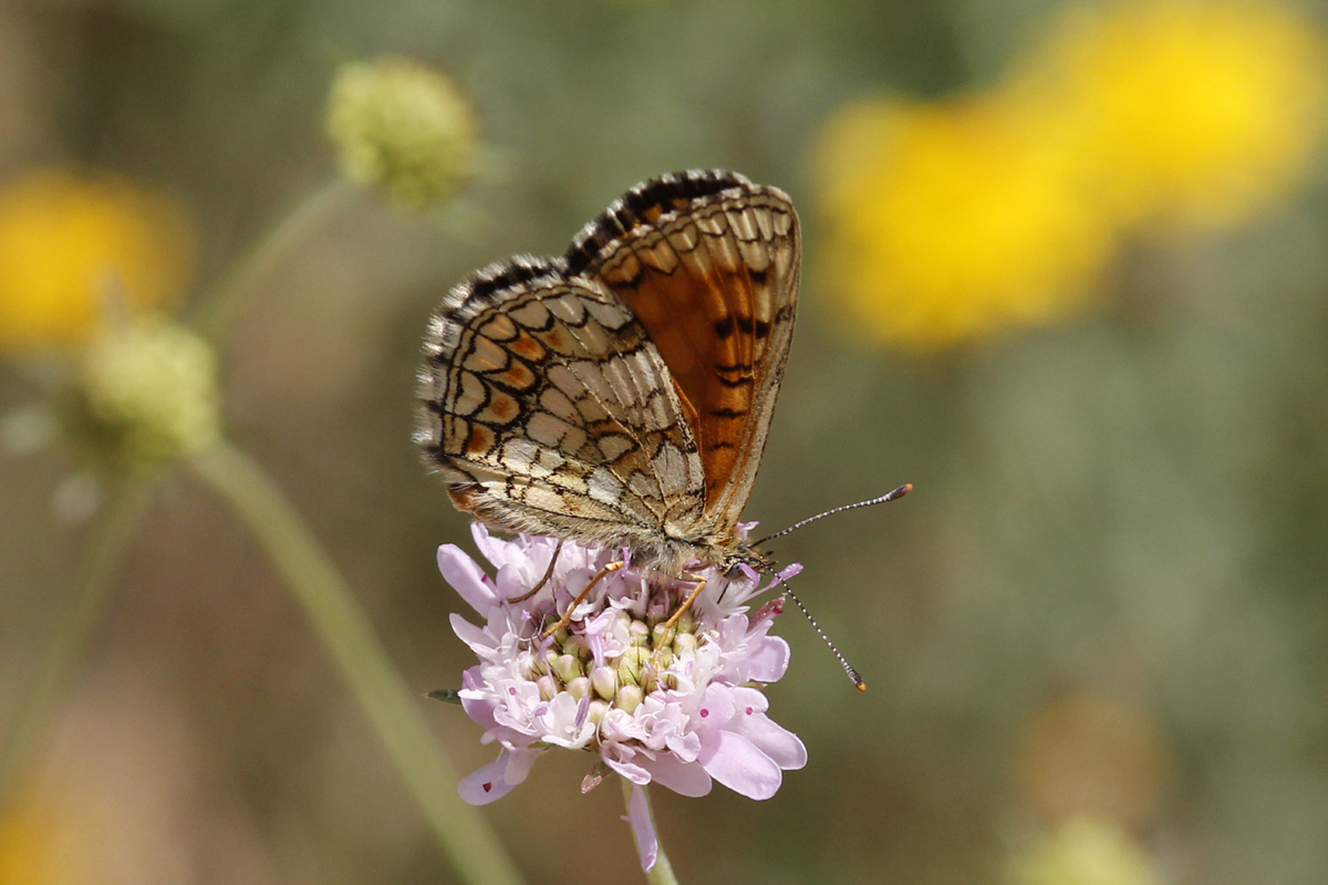 Mélitée des linaires
