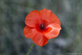 Coquelicot