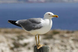 Goéland leucophée - Larus michahellis