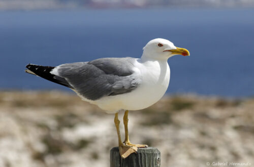Goéland leucophée - Larus michahellis