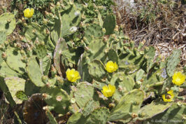 Figuier de Barbarie - Opuntia ficus-indica