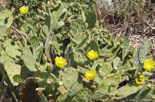 Figuier de Barbarie - Opuntia ficus-indica