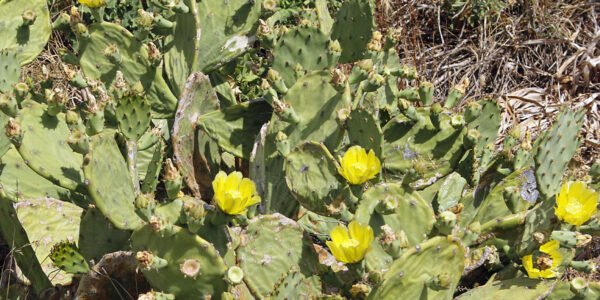 Figuier de Barbarie - Opuntia ficus-indica