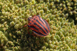 Graphosome ponctué