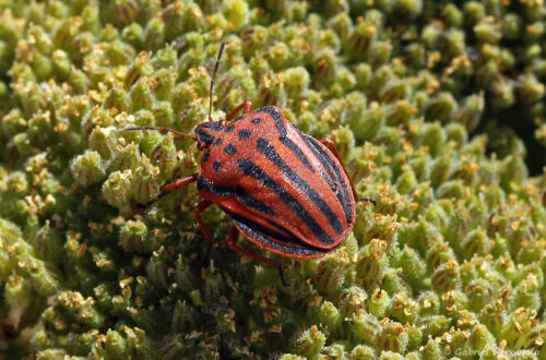 Graphosome ponctué