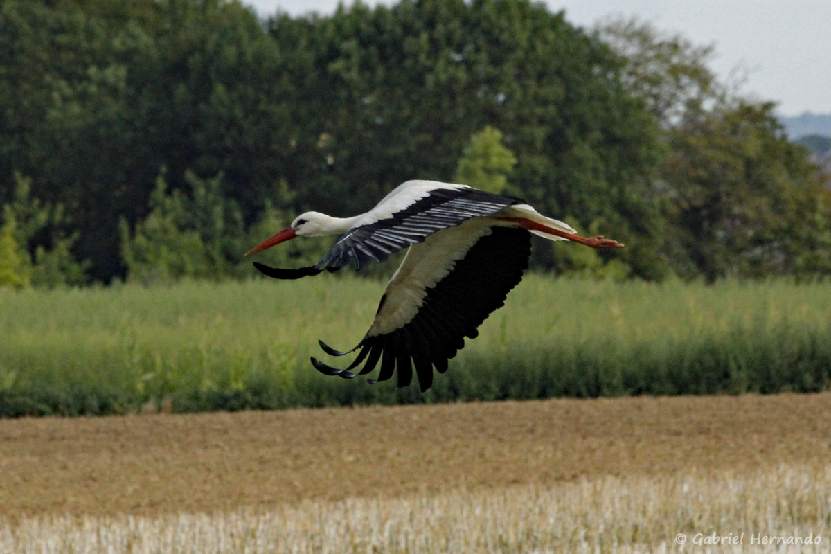 Cigognes blanche en vol