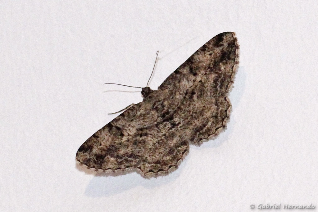 Boarmie rhomboïdale - Peribatodes rhomboidaria