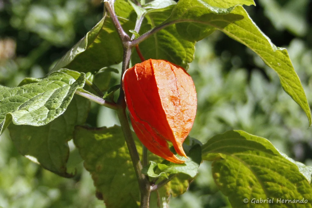 Alkékenge, Coqueret alkékenge ou Lanterne, parfois amour en cage, dans le jardin des cinq sens